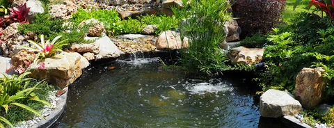 Simple Ways to Maintain a Clear and Healthy Garden Pond in Essex